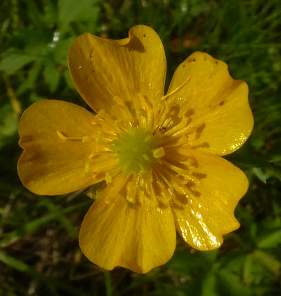 ranunculus acris