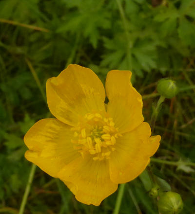 ranunculus acris