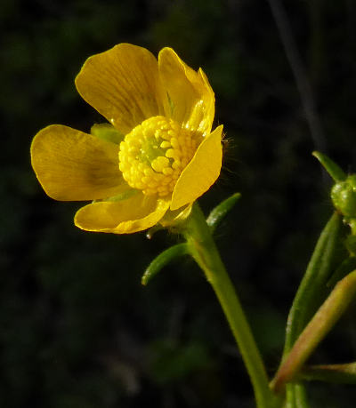 ranunculus acris