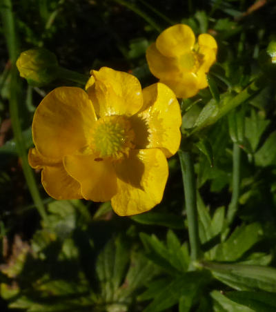 ranunculus acris