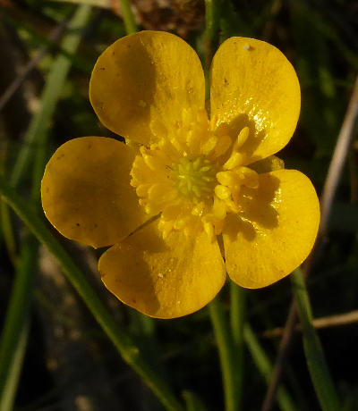 ranunculus acris