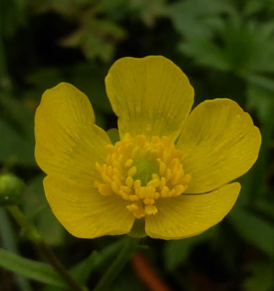 ranunculus acris