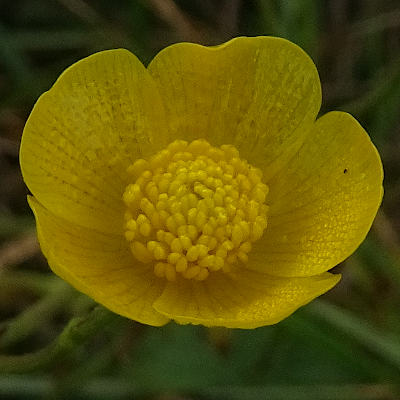 ranunculus acris