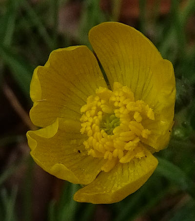 ranunculus acris