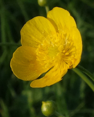 ranunculus acris