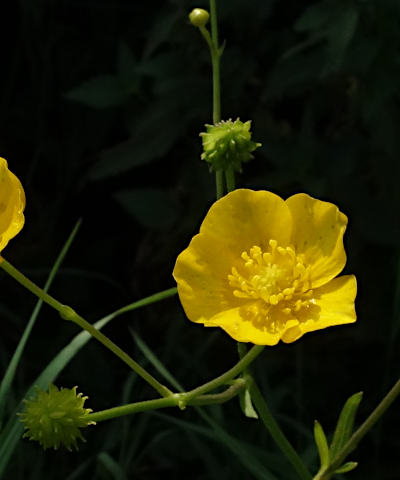 ranunculus acris