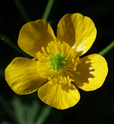 ranunculus acris