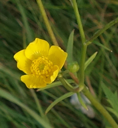 ranunculus acris