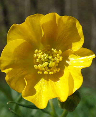 ranunculus acris