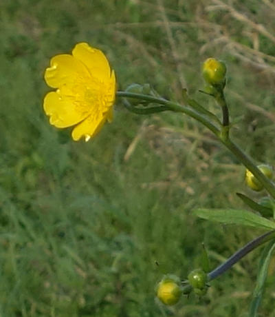 ranunculus acris