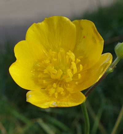 ranunculus acris