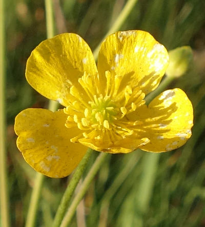 ranunculus acris