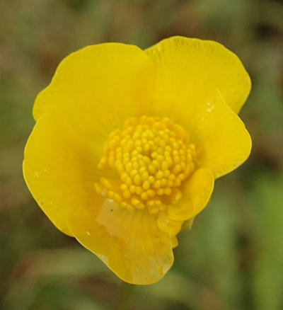 ranunculus acris