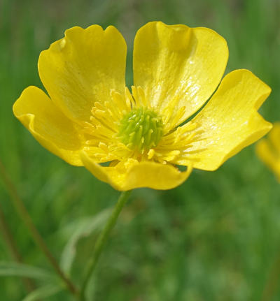 ranunculus acris