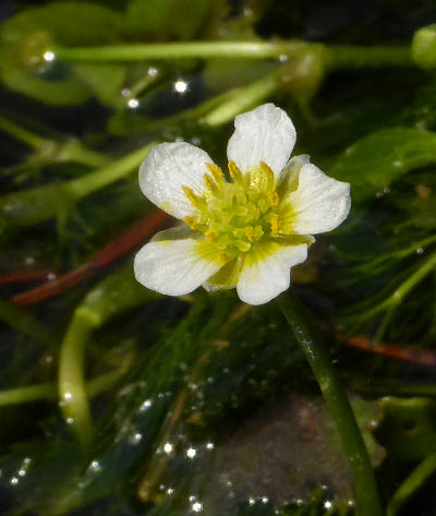 ranunculus aquatilis