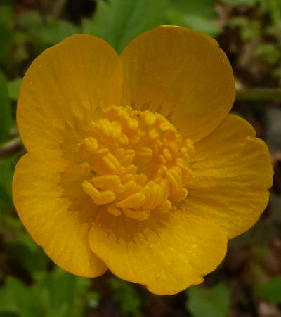 ranunculus lanuginosus