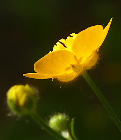 ranunculus lanuginosus