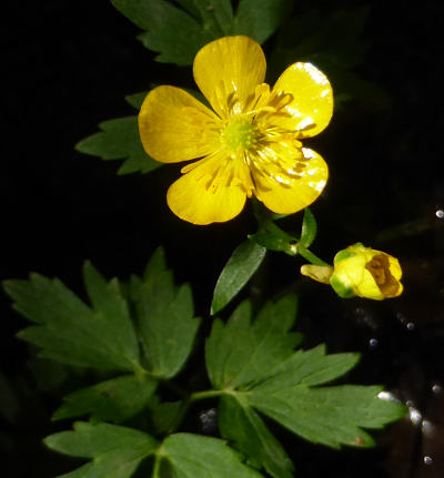 ranunculus repens