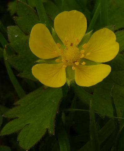 ranunculus repens