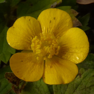 ranunculus repens