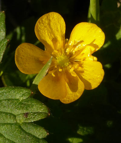 ranunculus repens