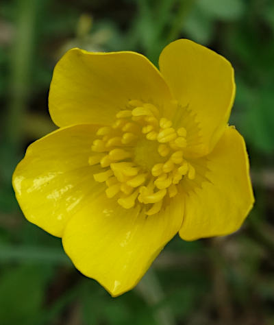 ranunculus repens