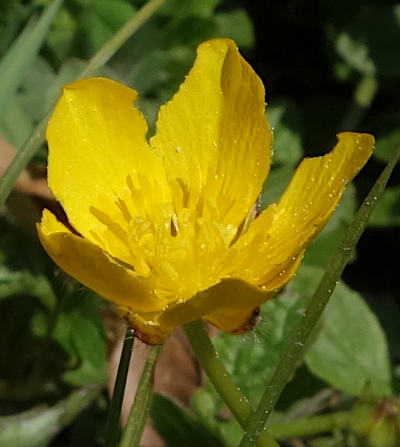 ranunculus repens