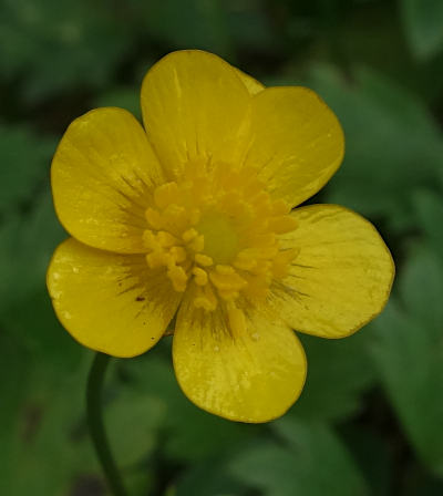 ranunculus repens