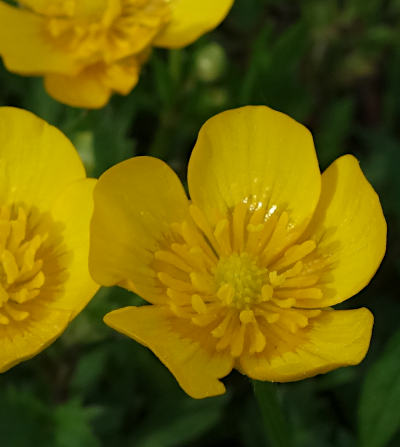 ranunculus repens