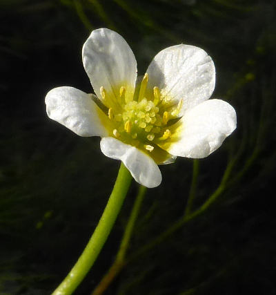 ranunculus trichophyllus