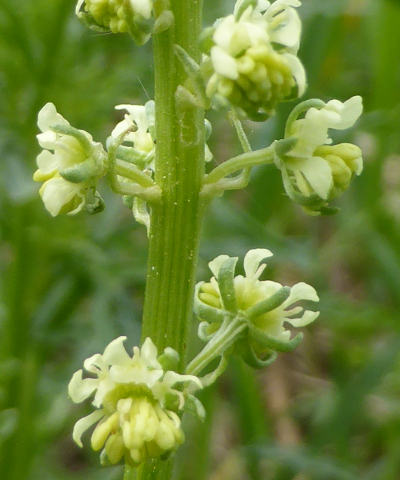 reseda lutea