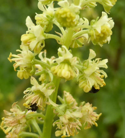 reseda lutea