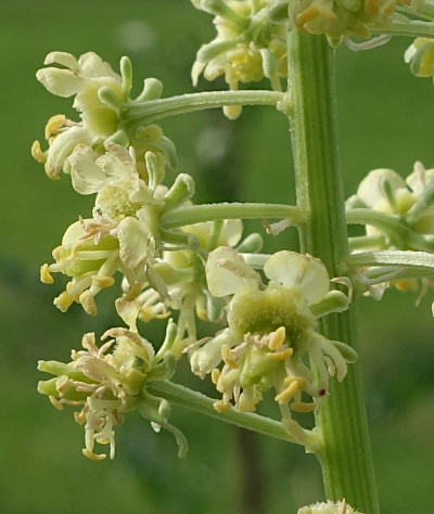 reseda lutea