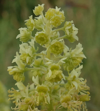 reseda lutea