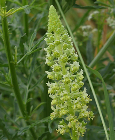 reseda lutea