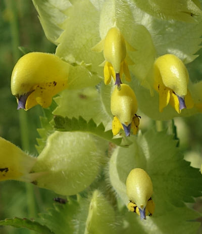 rhinanthus alctorolophus