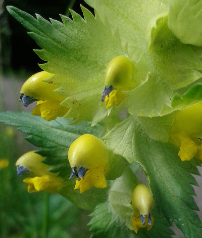 rhinanthus alectorolophus