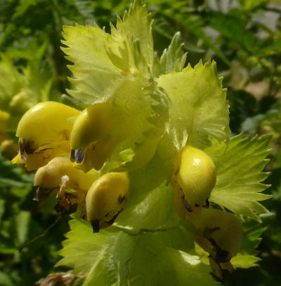 rhinanthus alectorolophus