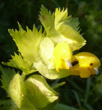 rhinanthus alectorolophus