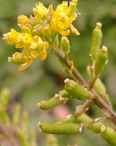 rorippa palustris