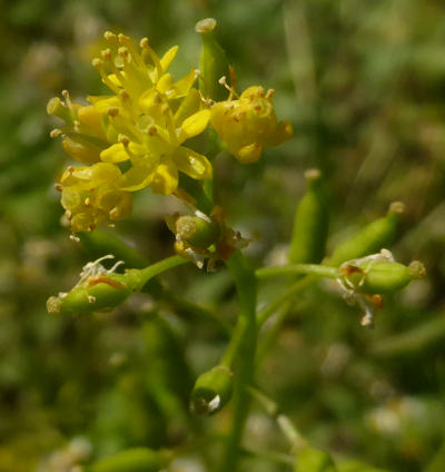 rorippa palustris