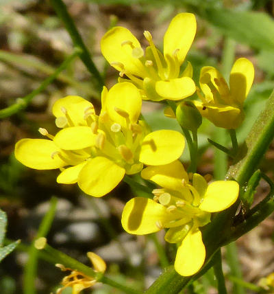 rorippa sylvestris