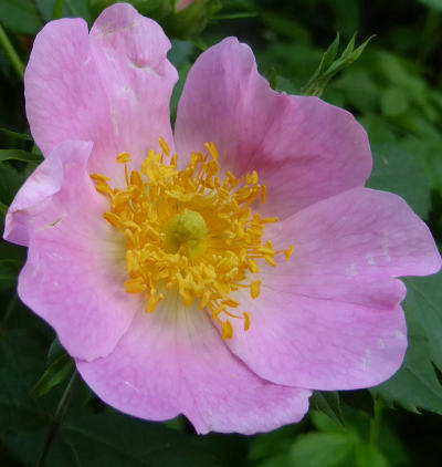 rosa canina