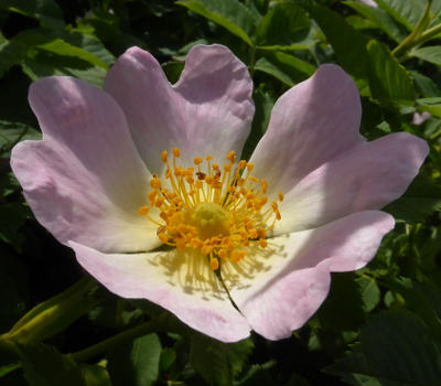 rosa canina