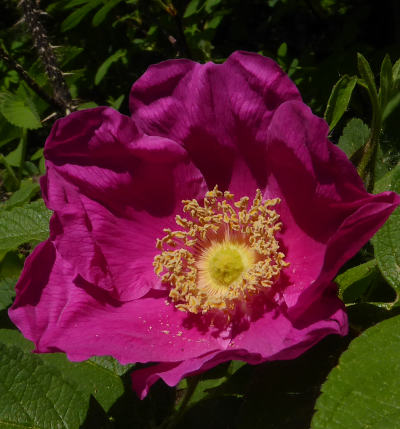 rosa rugosa