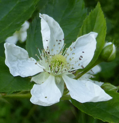 rubus fructiosus