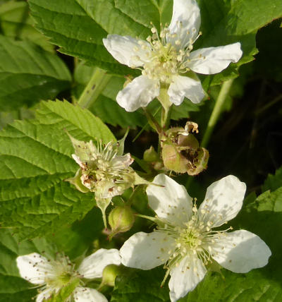 rubus fructiosus