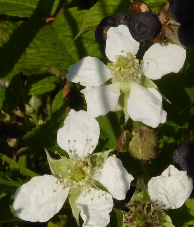 rubus fructiosus