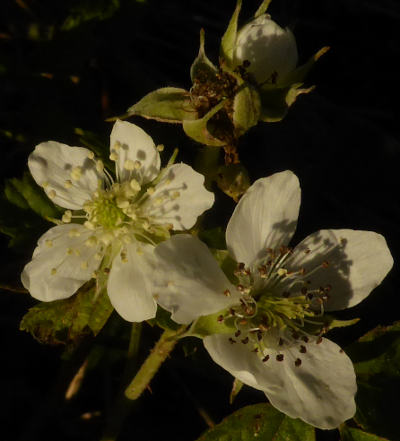 rubus fructiosus