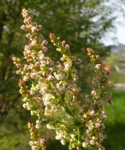 rumex acetosa